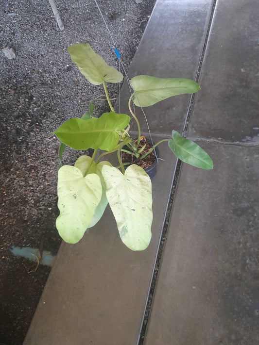 Rare Plant pre orders from Fuzzy Roots