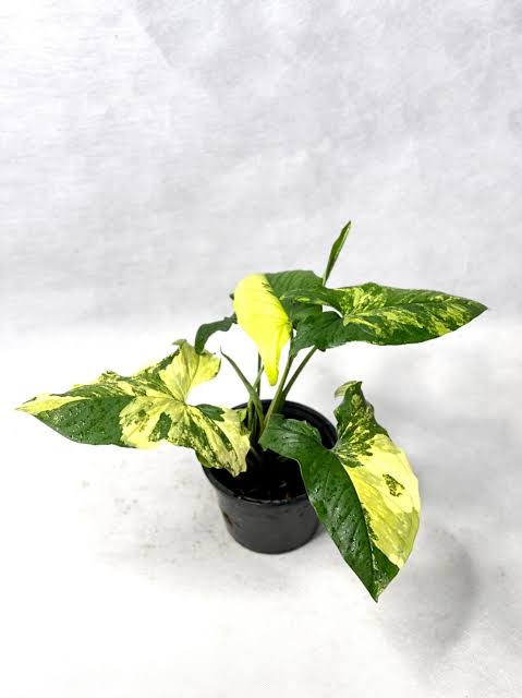 Rare Plant pre orders from Fuzzy Roots