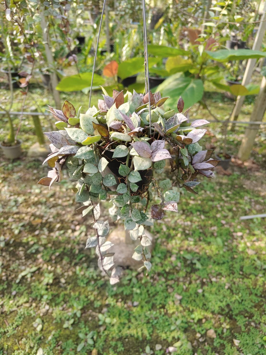 Rare Plant pre orders from Fuzzy Roots