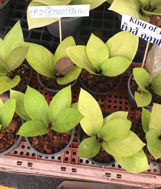 Rare Anthurium seed or seedling hybrids pre orders for Fuzzy Roots