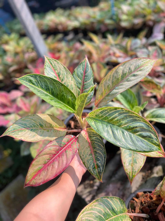 Rare Plant pre orders from Fuzzy Roots