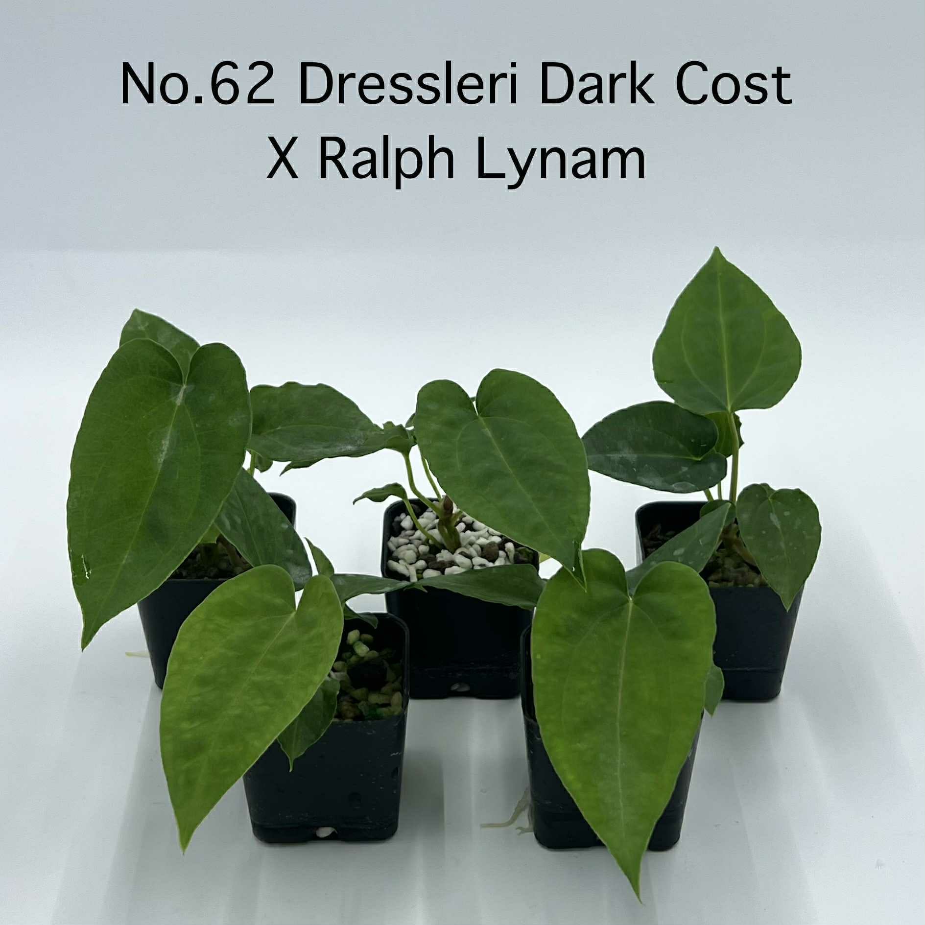 Rare Plant pre orders from Fuzzy Roots
