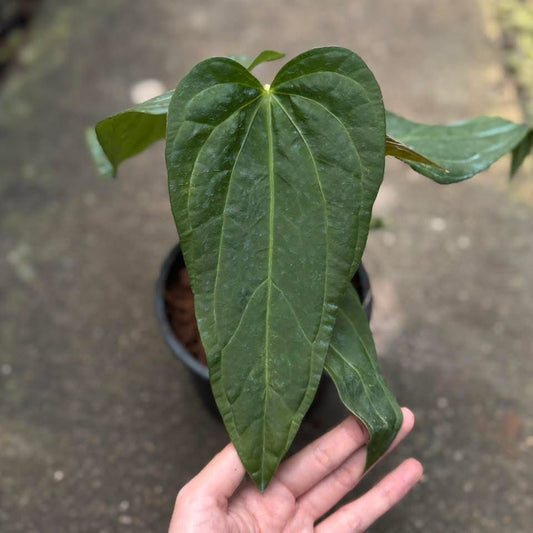 Rare Anthurium seed or seedling hybrids pre orders for Fuzzy Roots