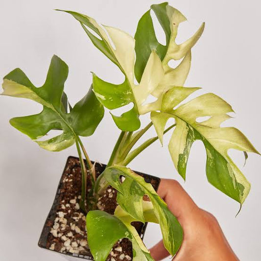 Rare Plant pre orders from Fuzzy Roots