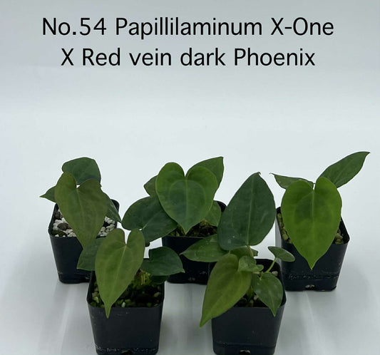 Rare Plant pre orders from Fuzzy Roots