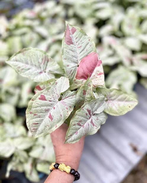 Rare Plant pre orders from Fuzzy Roots
