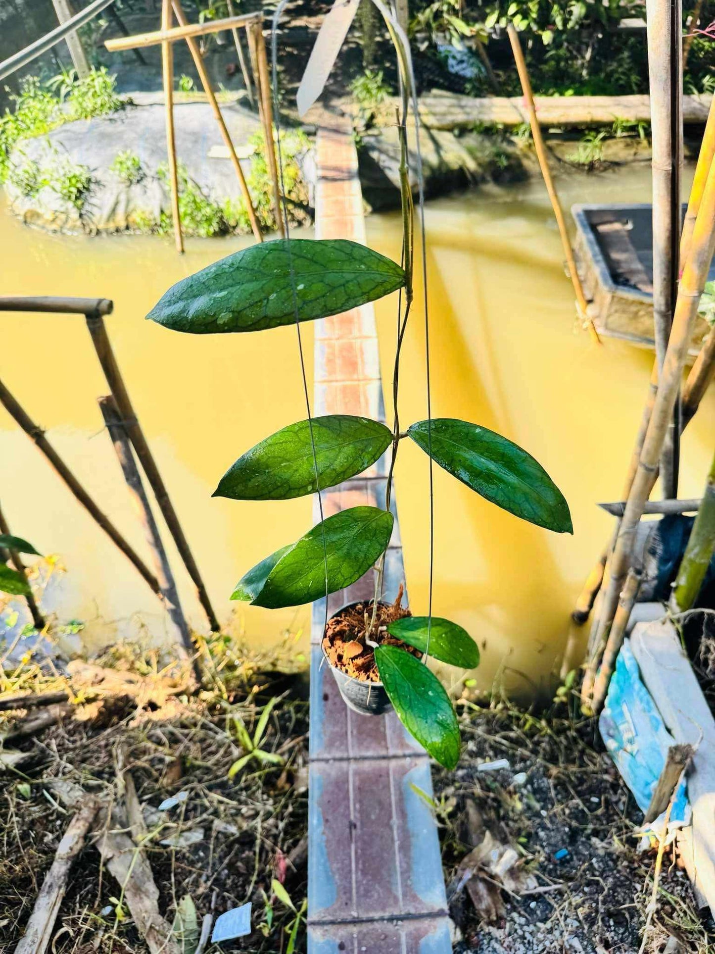 Rare Plant pre orders from Fuzzy Roots
