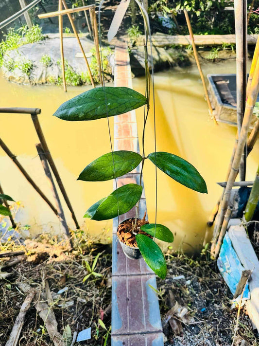 Rare Plant pre orders from Fuzzy Roots