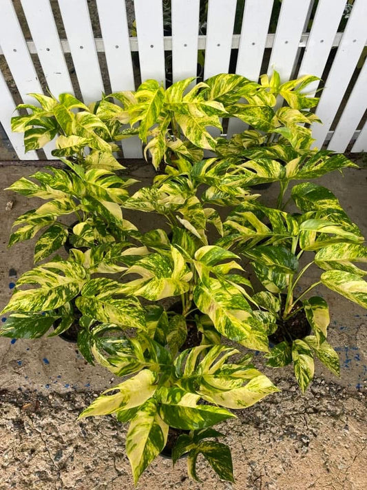Rare Plant pre orders from Fuzzy Roots