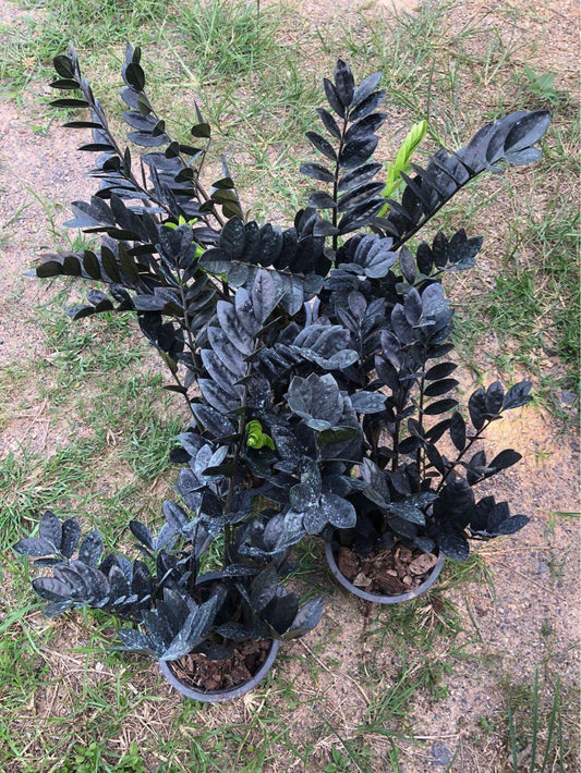 Rare Plant pre orders from Fuzzy Roots