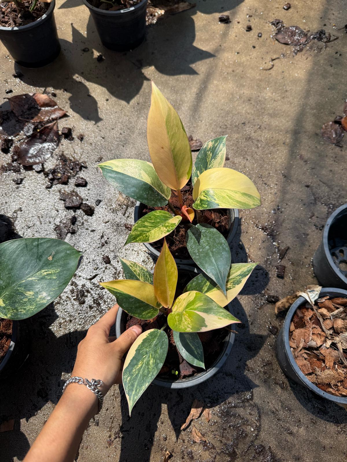 Rare Plant pre orders from Fuzzy Roots