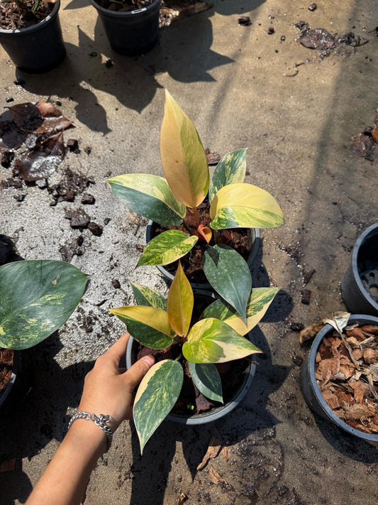 Rare Plant pre orders from Fuzzy Roots