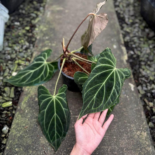 Rare Anthurium seed or seedling hybrids pre orders for Fuzzy Roots