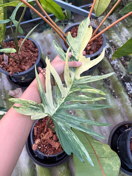 Rare Plant pre orders from Fuzzy Roots