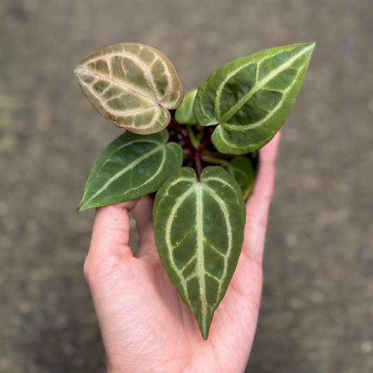 Rare Anthurium seed or seedling hybrids pre orders for Fuzzy Roots