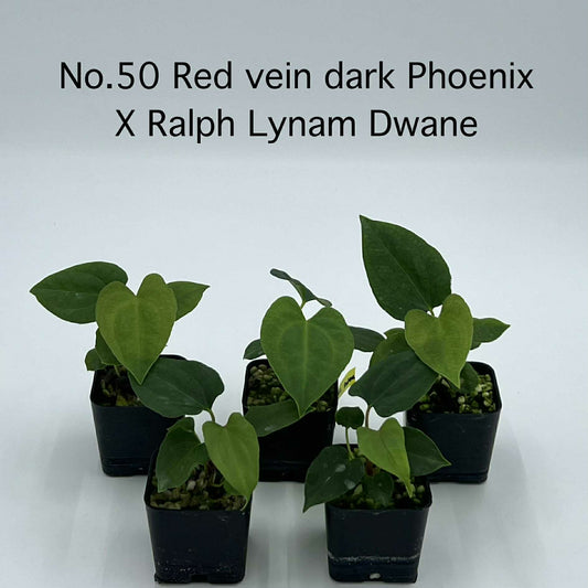 Rare Plant pre orders from Fuzzy Roots