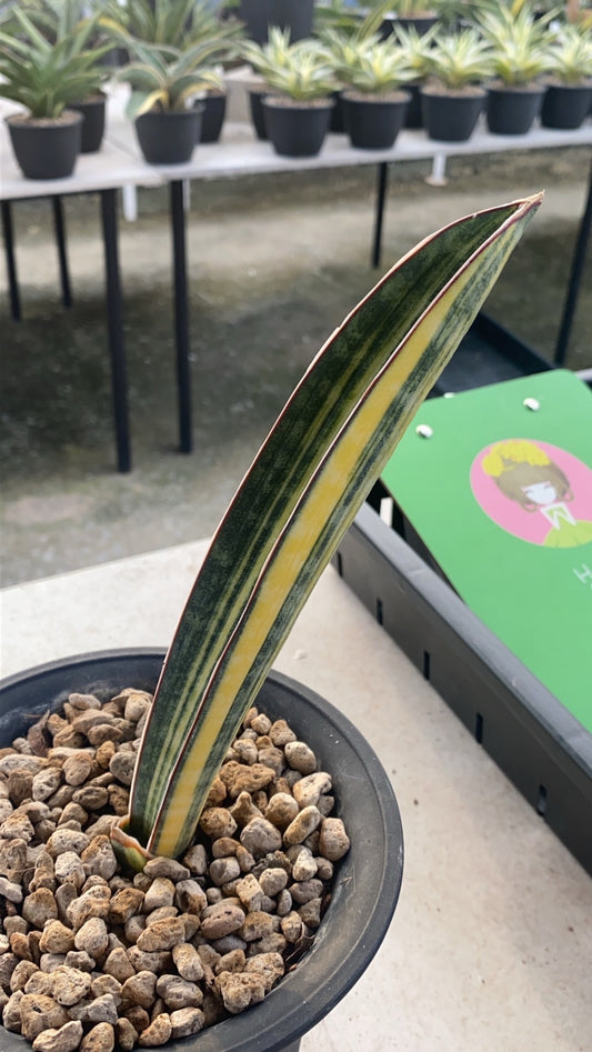 Rare Plant pre orders from Fuzzy Roots