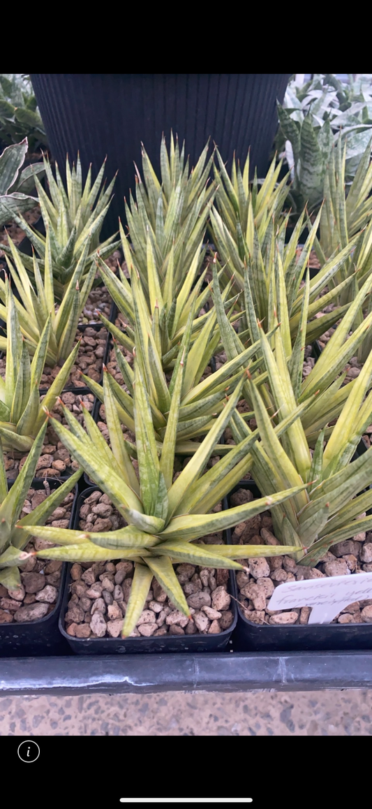 Rare Plant pre orders from Fuzzy Roots