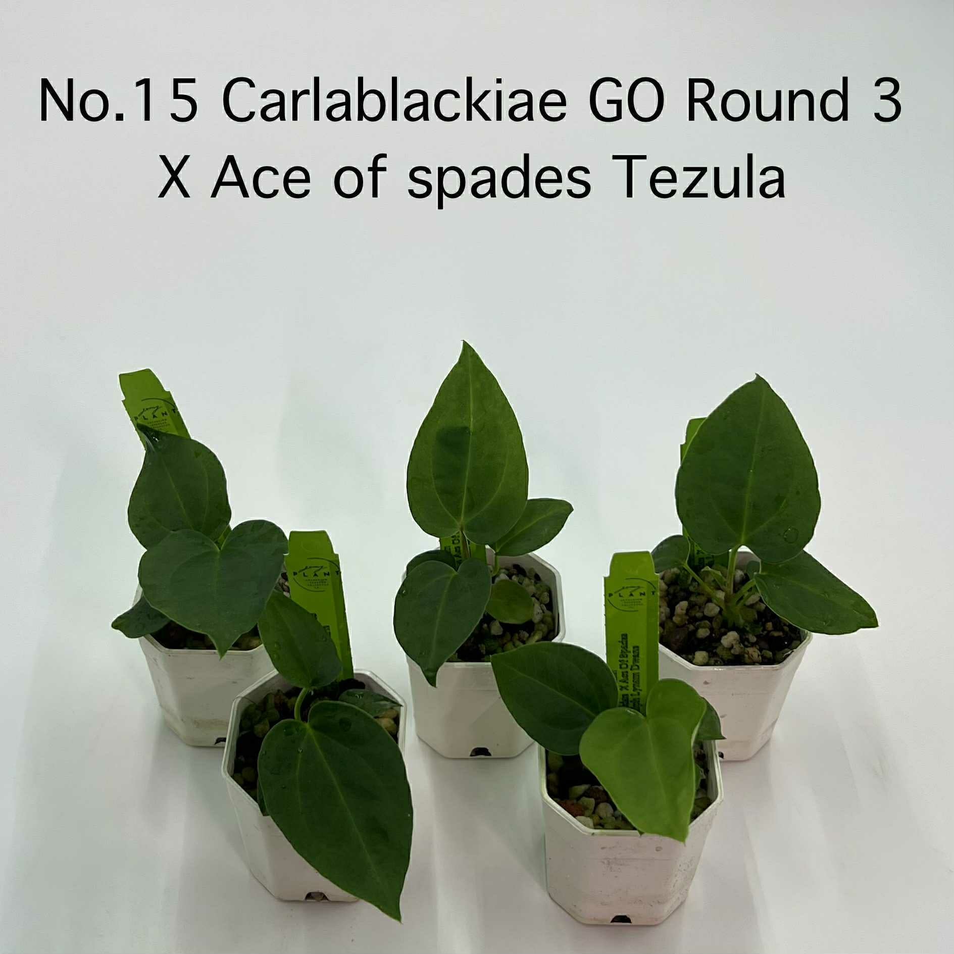 Rare Plant pre orders from Fuzzy Roots