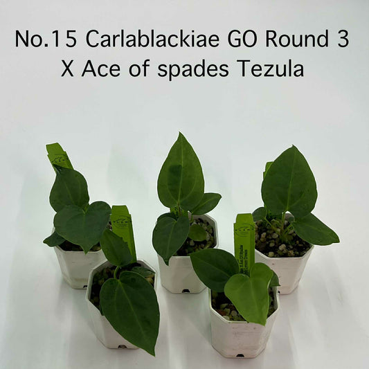 Rare Plant pre orders from Fuzzy Roots