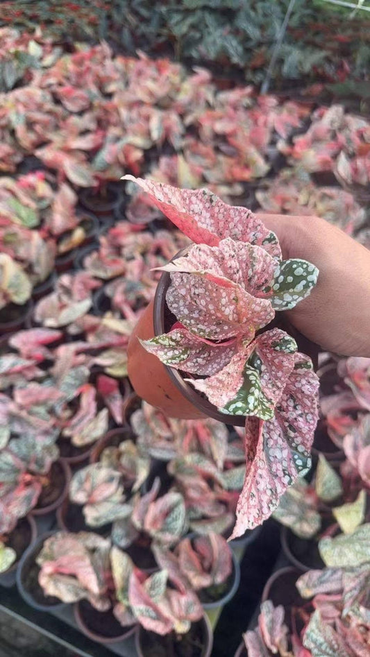 Rare Plant pre orders from Fuzzy Roots