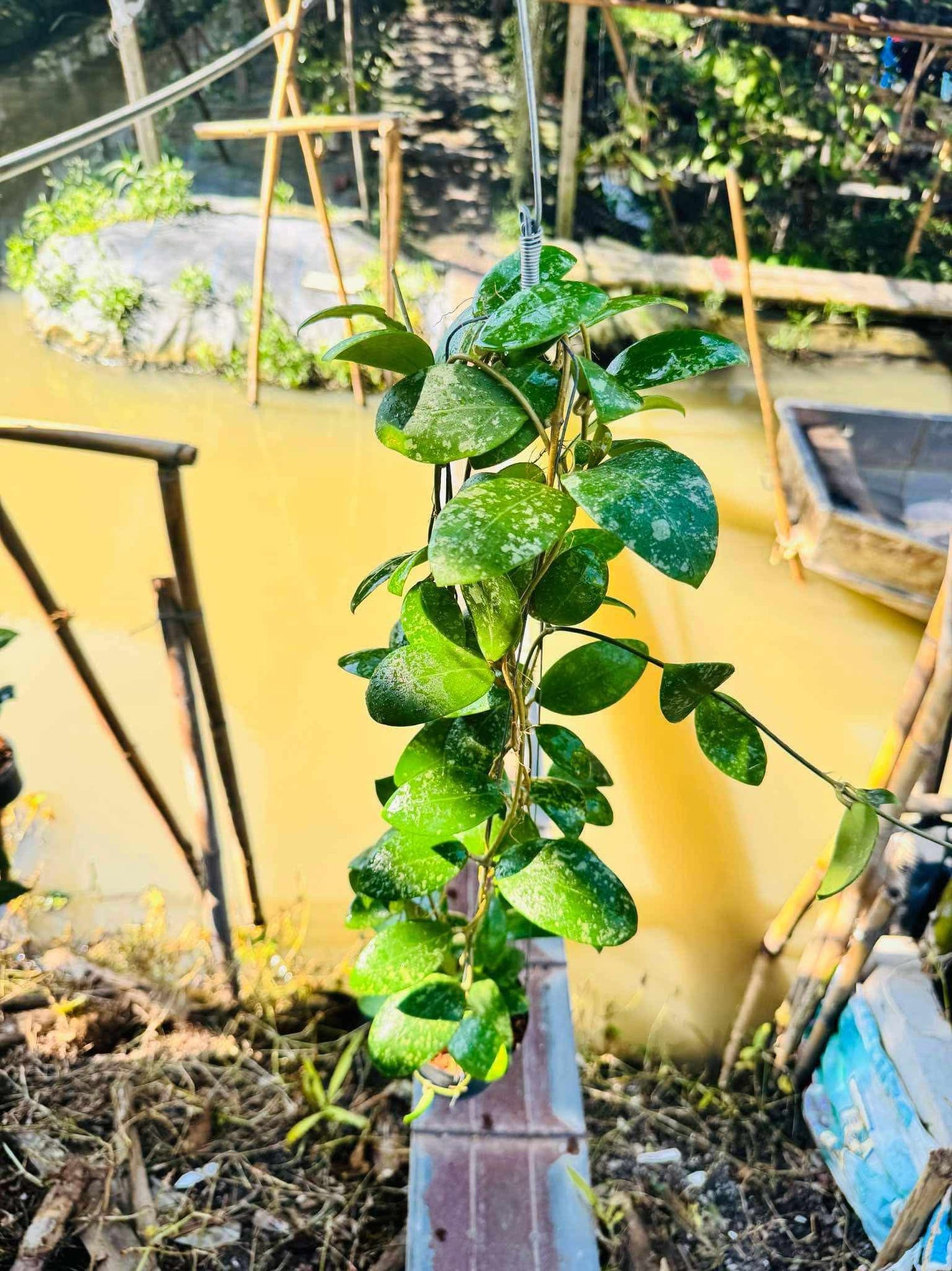 Rare Plant pre orders from Fuzzy Roots