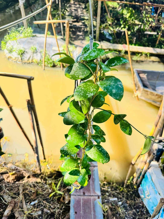 Rare Plant pre orders from Fuzzy Roots