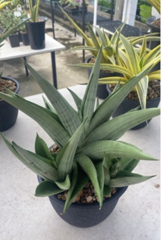 Rare Plant pre orders from Fuzzy Roots
