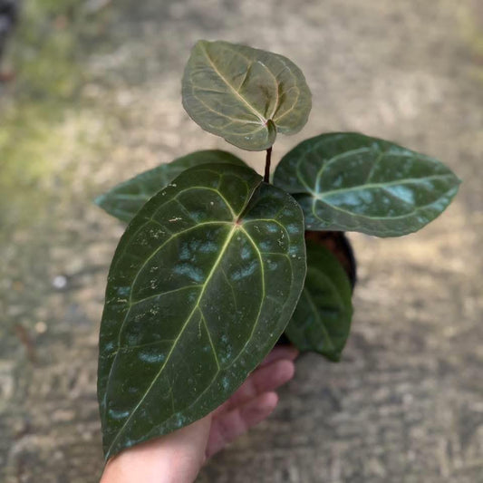 Rare Anthurium seed or seedling hybrids pre orders for Fuzzy Roots