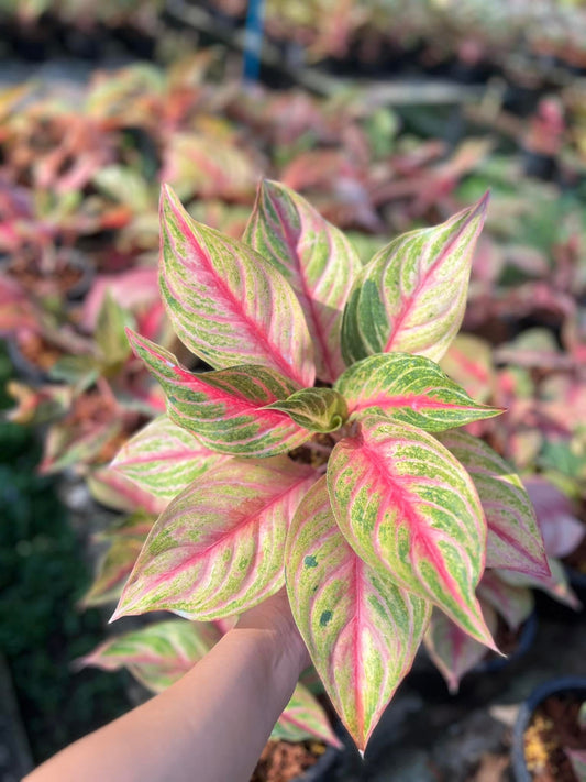 Rare Plant pre orders from Fuzzy Roots