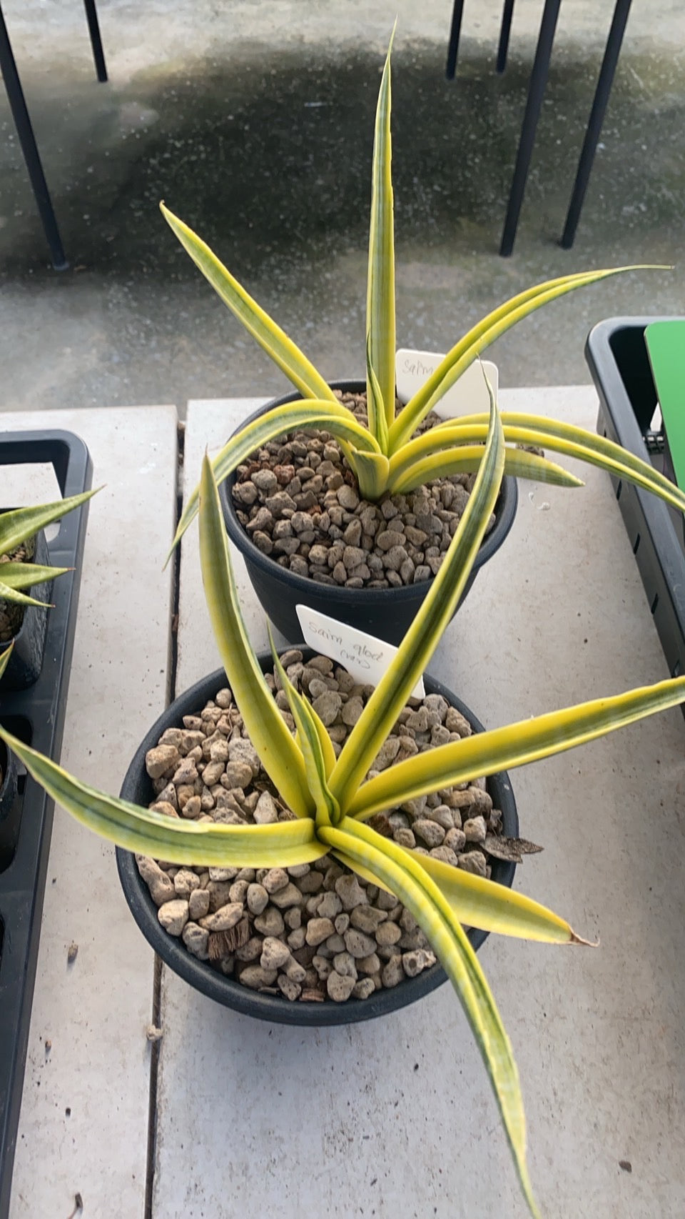 Rare Plant pre orders from Fuzzy Roots
