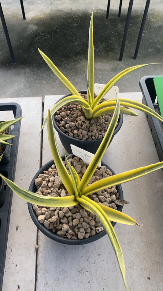 Rare Plant pre orders from Fuzzy Roots