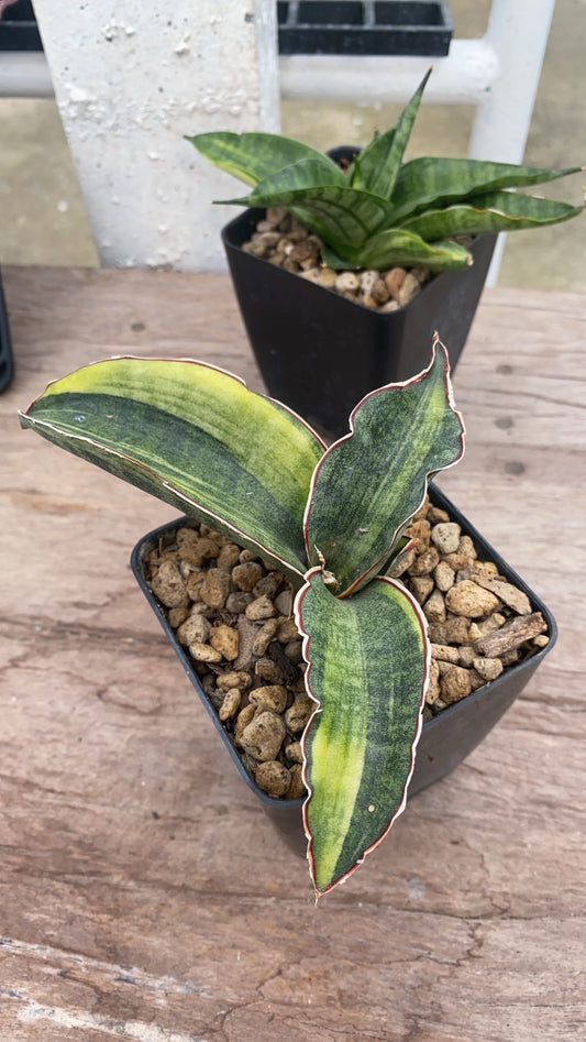 Rare Plant pre orders from Fuzzy Roots