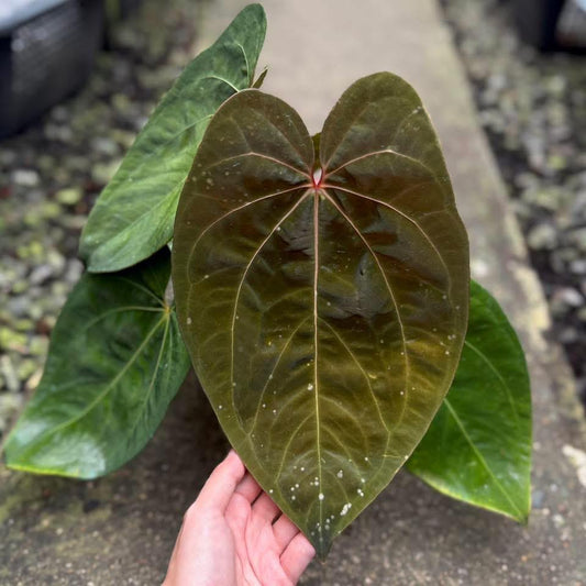 Rare Anthurium seed or seedling hybrids pre orders for Fuzzy Roots