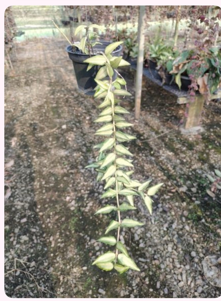 Rare Plant pre orders from Fuzzy Roots