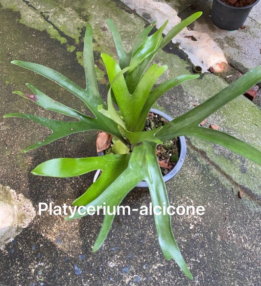 Rare Plant pre orders from Fuzzy Roots