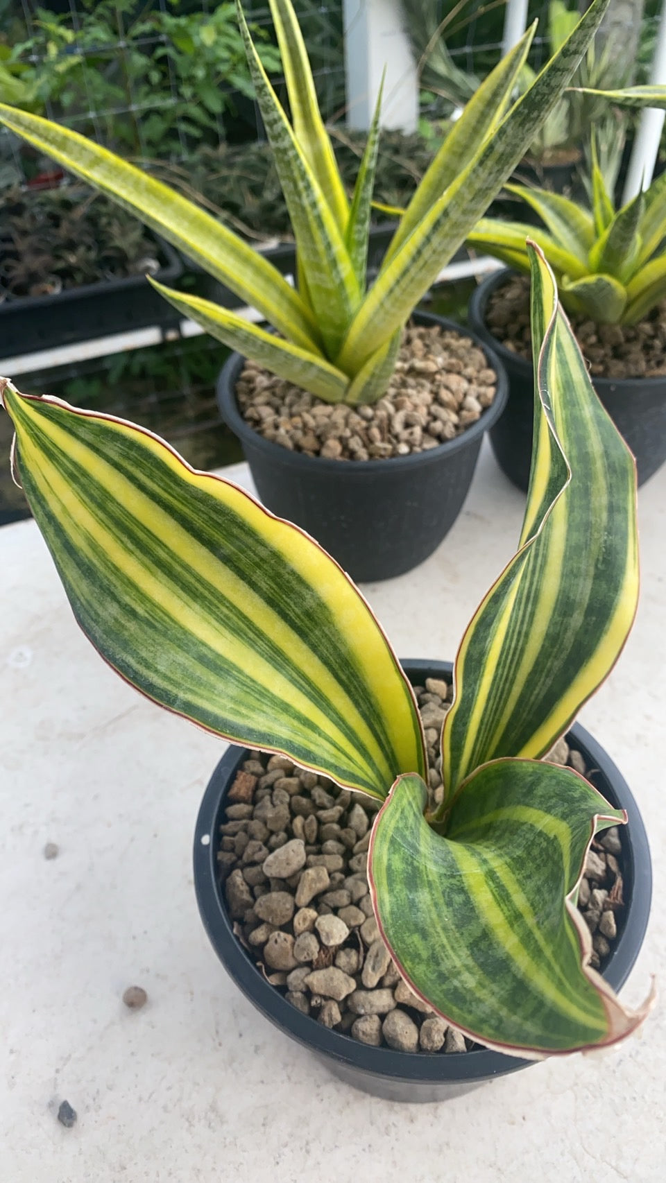 Rare Plant pre orders from Fuzzy Roots