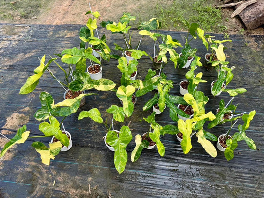 Rare Plant pre orders from Fuzzy Roots