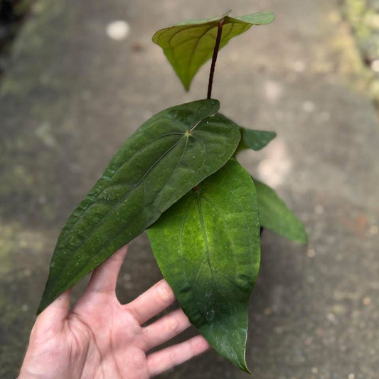 Rare Anthurium seed or seedling hybrids pre orders for Fuzzy Roots