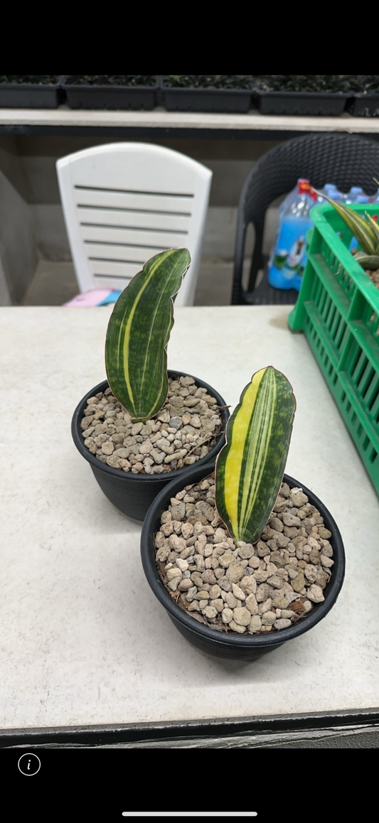 Rare Plant pre orders from Fuzzy Roots