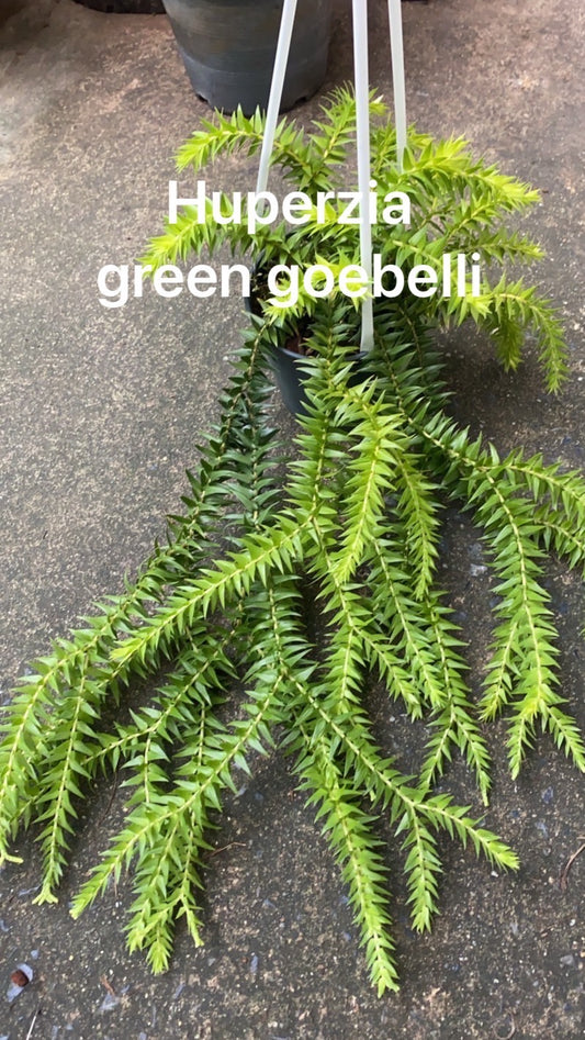 Rare Plant pre orders from Fuzzy Roots