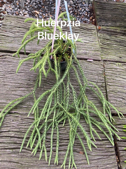Rare Plant pre orders from Fuzzy Roots