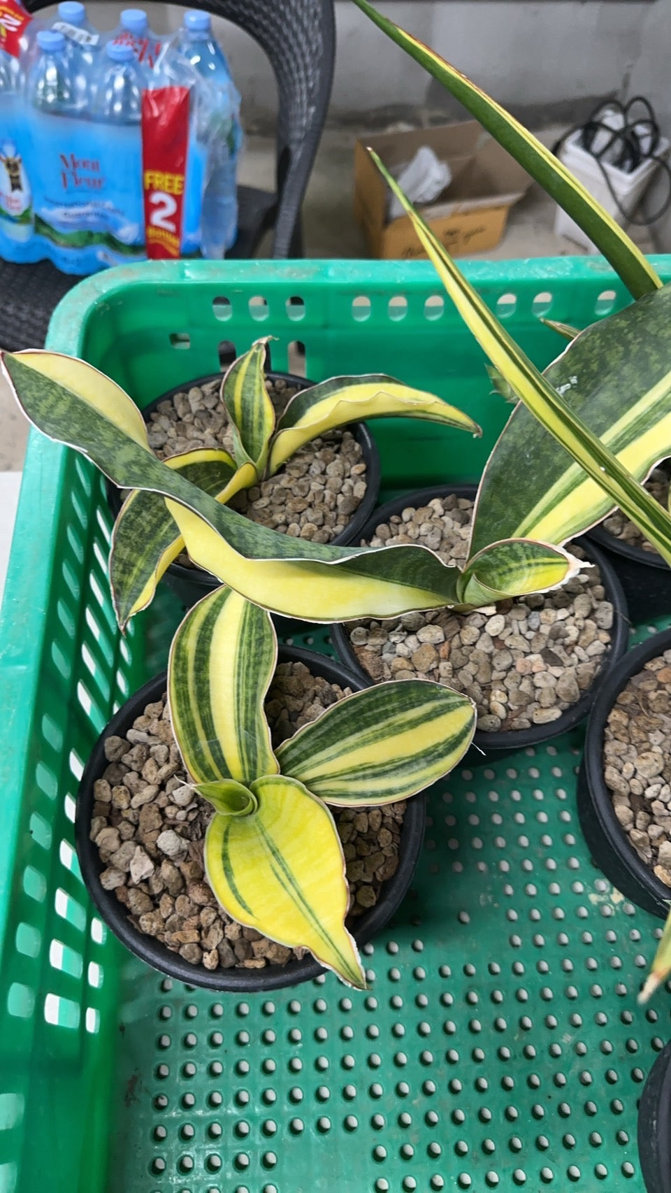 Rare Plant pre orders from Fuzzy Roots