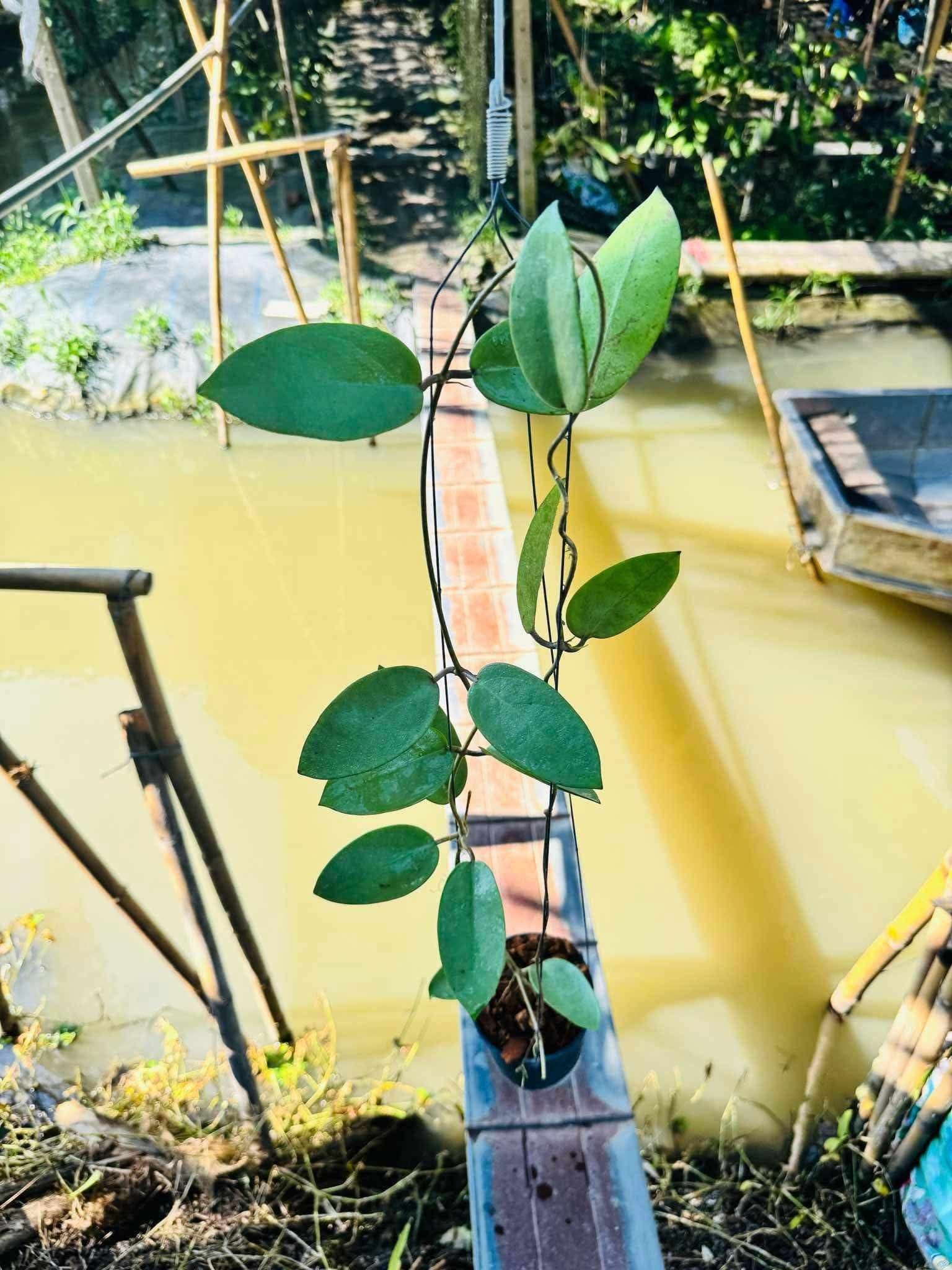Rare Plant pre orders from Fuzzy Roots