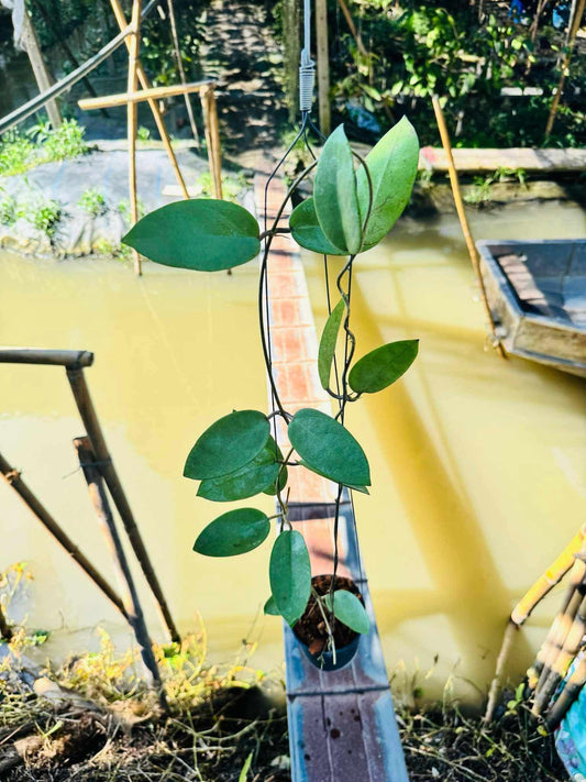 Rare Plant pre orders from Fuzzy Roots