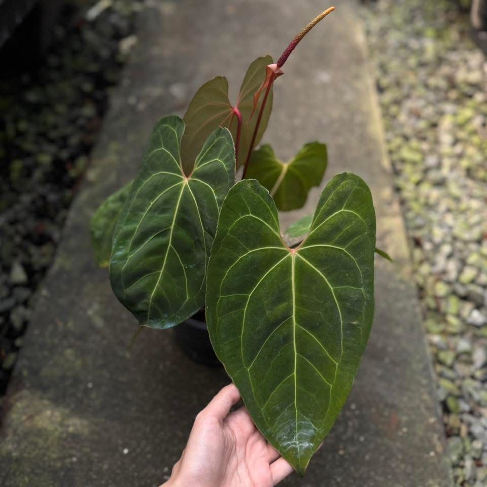 Rare Anthurium Plant Fuzzy Roots