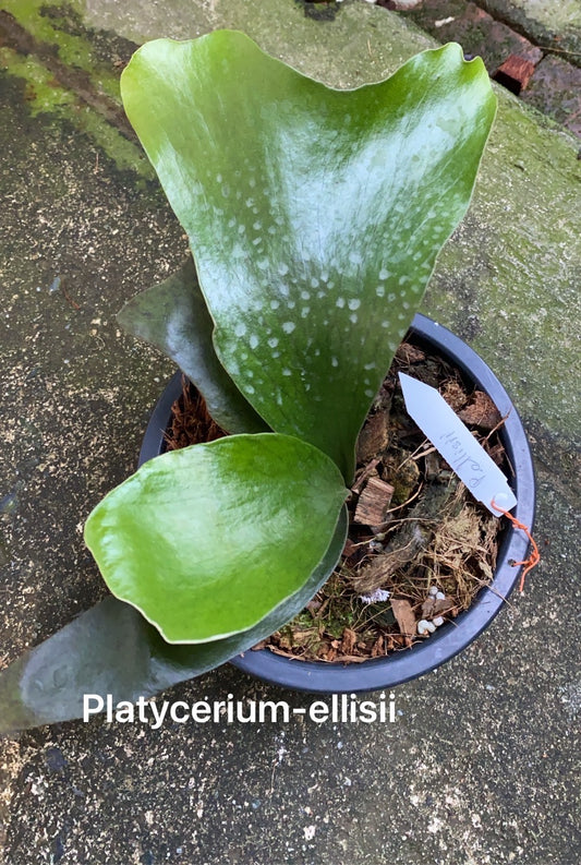 Rare Plant pre orders from Fuzzy Roots