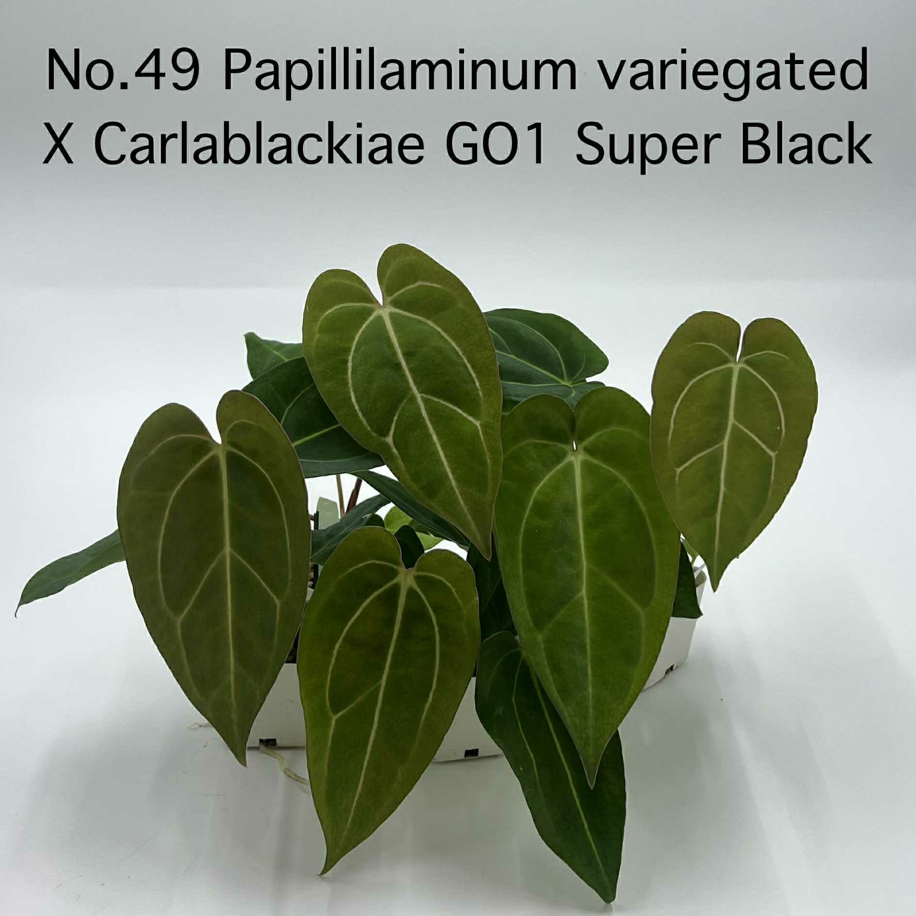 Rare Plant pre orders from Fuzzy Roots