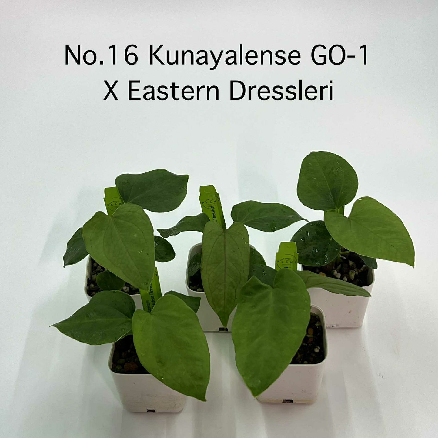 Rare Plant pre orders from Fuzzy Roots