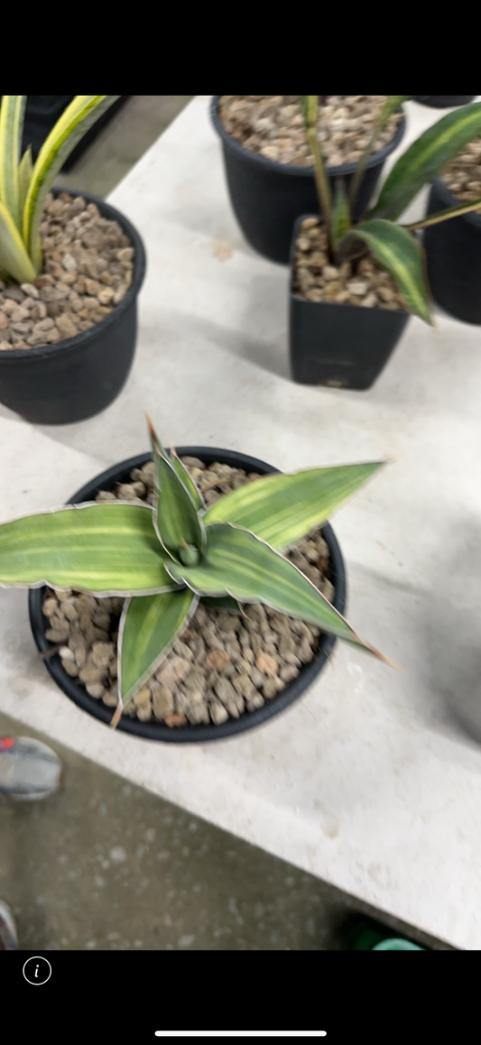 Rare Plant pre orders from Fuzzy Roots